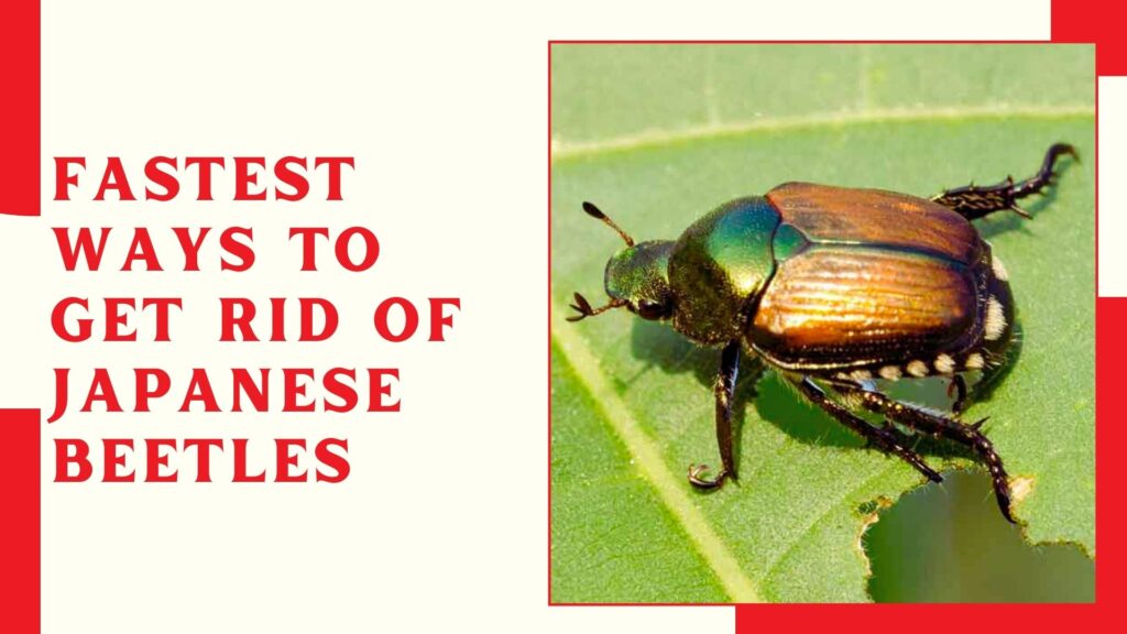 Fastest Ways to Get Rid of Japanese Beetles