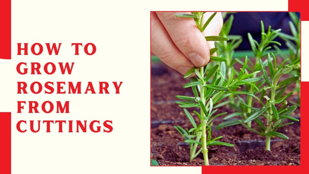 How To Grow Rosemary From Cuttings