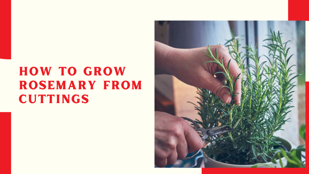 How To Grow Rosemary From Cuttings