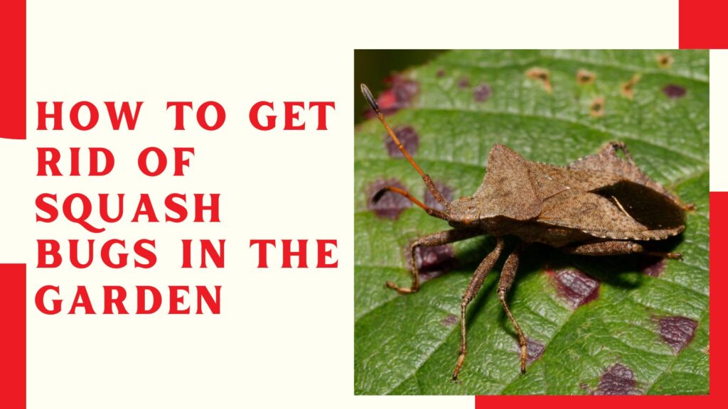 How to Get Rid of Squash Bugs in the Garden