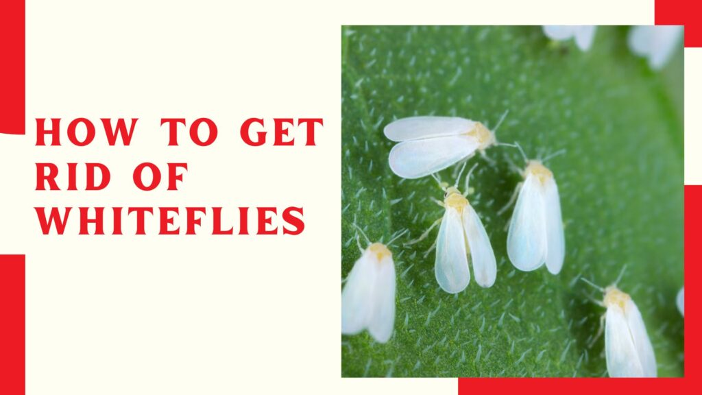 How to Get Rid of Whiteflies