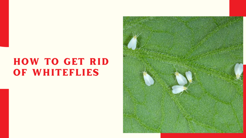 How to Get Rid of Whiteflies