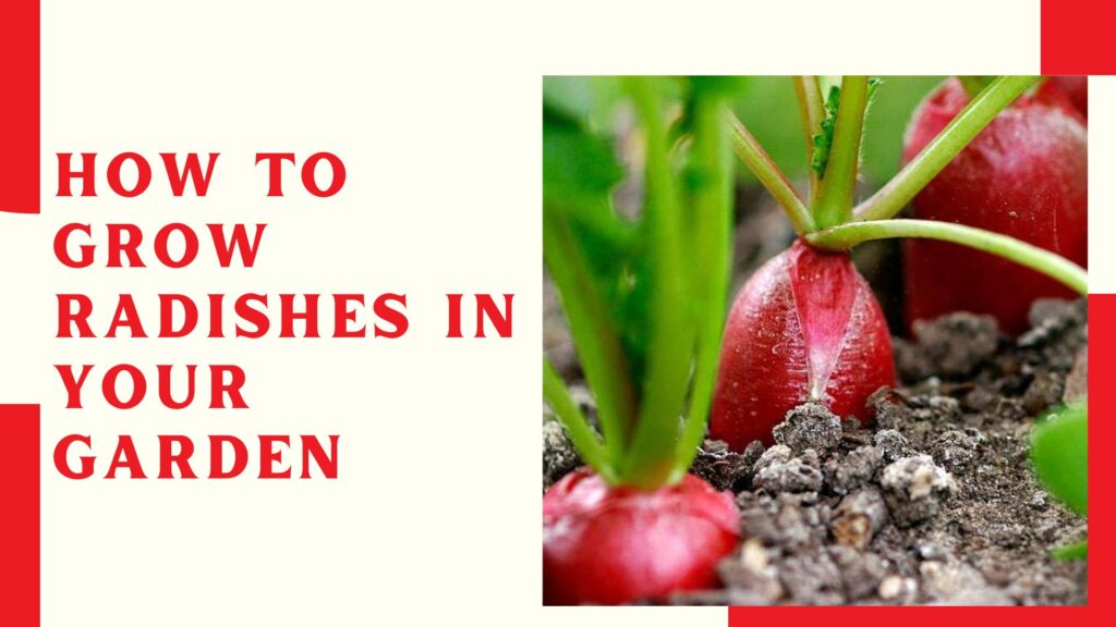 How to Grow Radishes in Your Garden