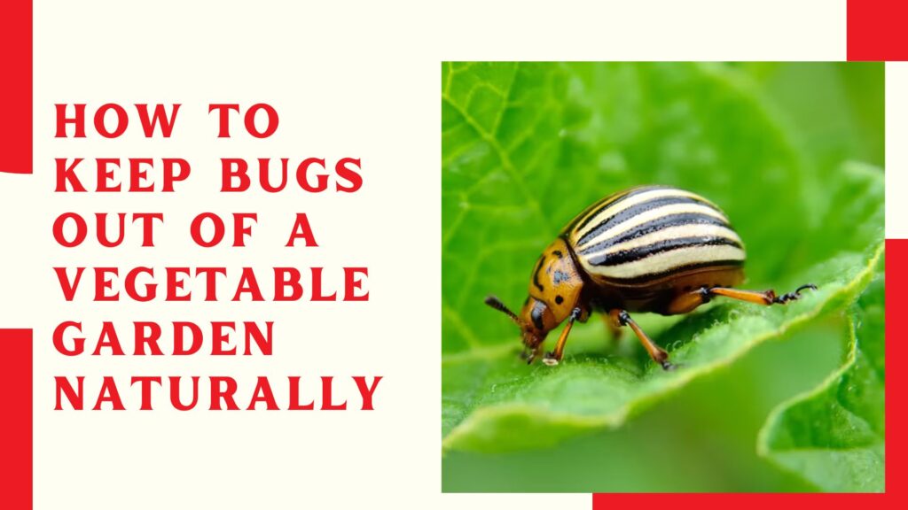 How to Keep Bugs Out of a Vegetable Garden Naturally