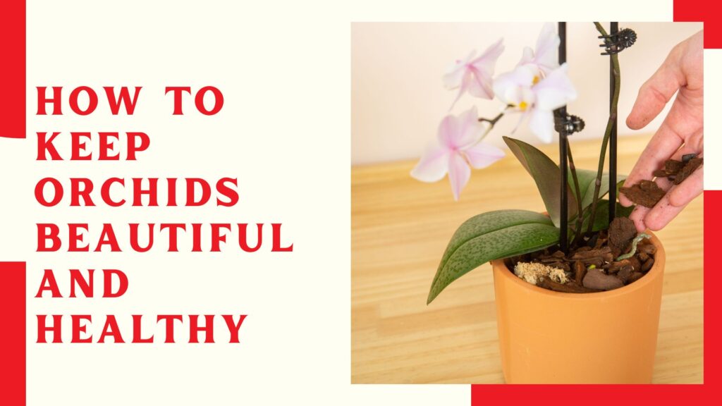 How to Keep Orchids Beautiful and Healthy