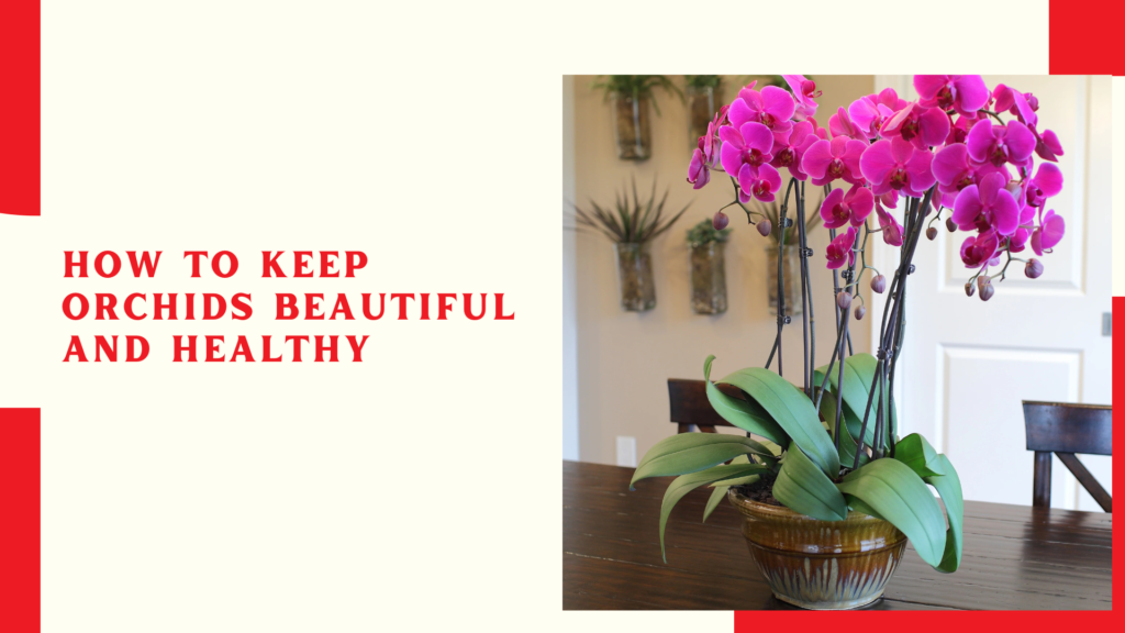 How to Keep Orchids Beautiful and Healthy