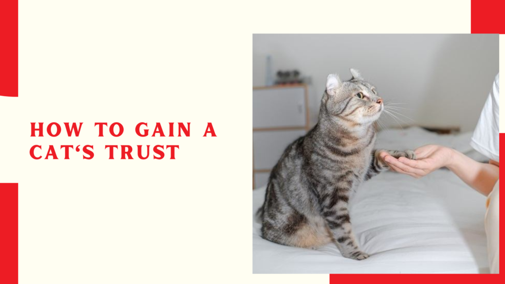 How to gain a cat's trust