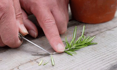 Preparing the Cuttings
