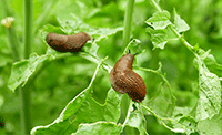 Slugs-and-Snails