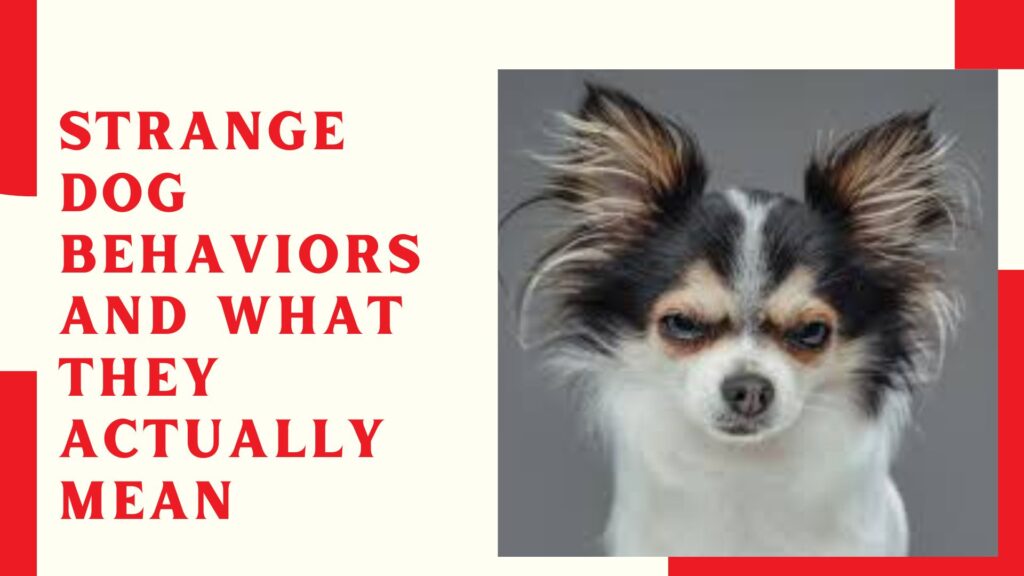 Strange Dog Behaviors and What They Actually Mean