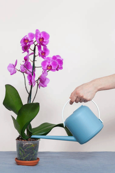 watering orchid