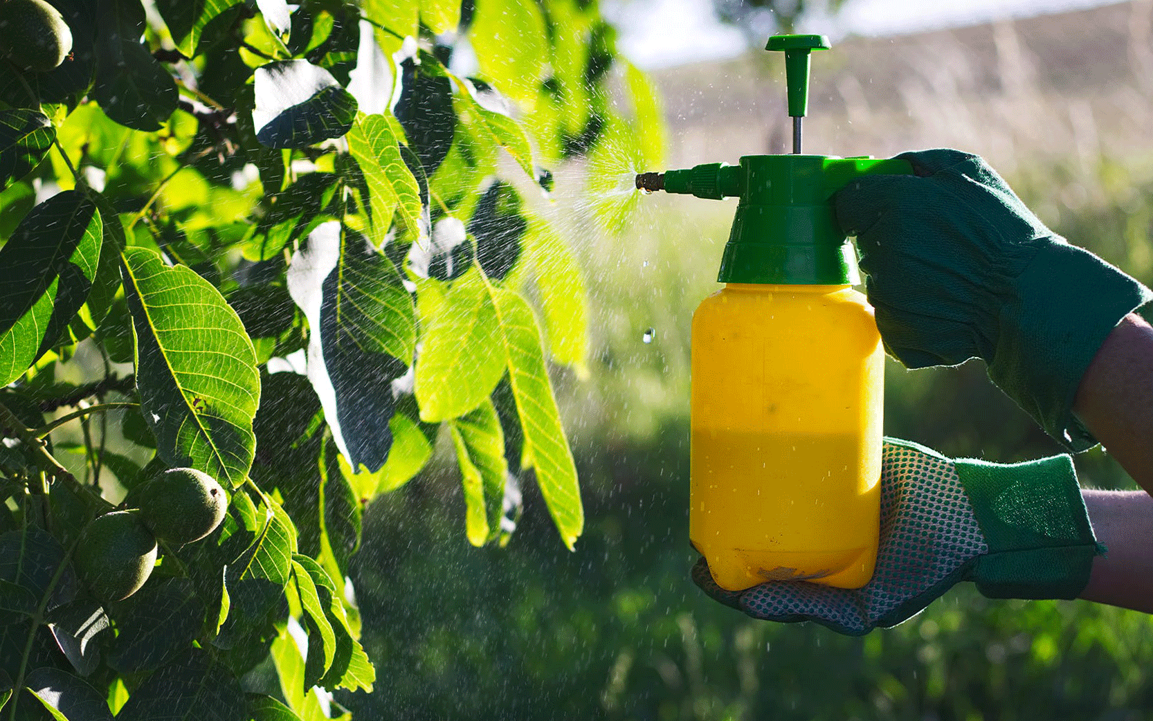 Use of Insecticidal Soaps
