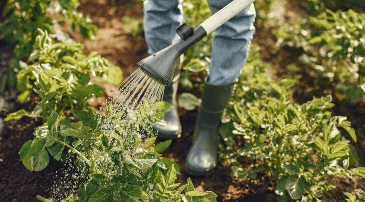 watering and caring