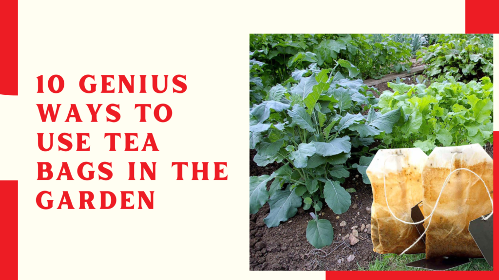 10 Genius Ways to Use Tea Bags in the Garden