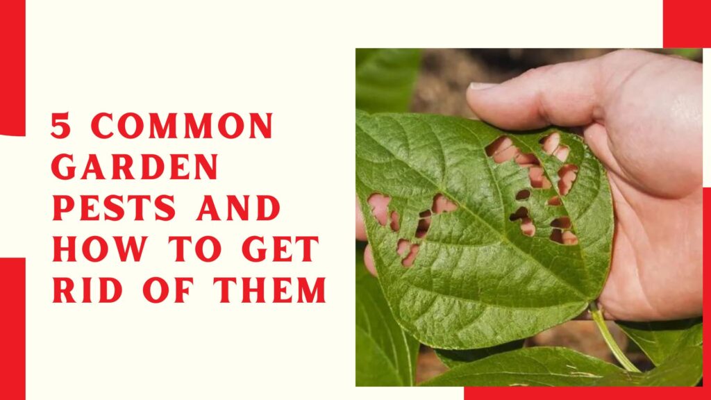 5 Common Garden Pests and How to Get Rid of Them