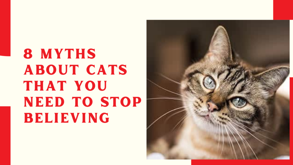 8 myths about cats that you need to stop believing