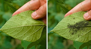 Benefits of Using Neem Oil