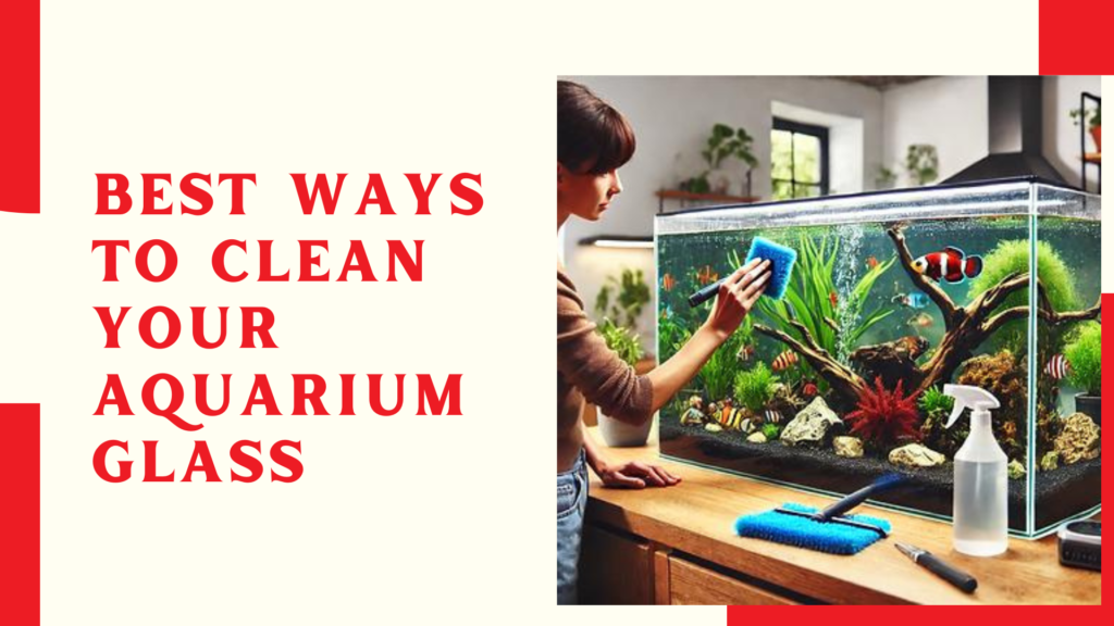 Best Ways to Clean Your Aquarium Glass