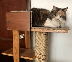 Build a Cat Tower