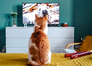 Cat-TV