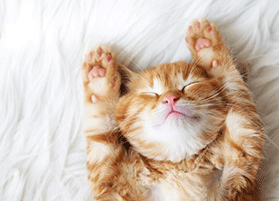 Cats Can “Sweat” Through Their Paws