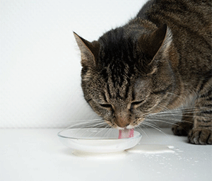 Cats are supposed to drink cow's milk.