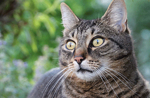 Cats Have a Special “Vocalization” Just for Humans