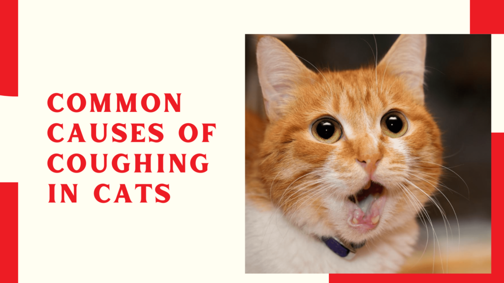 Common Causes of Coughing in Cats