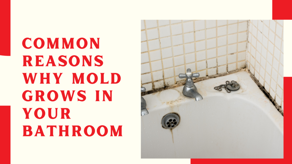 Common Reasons Why Mold Grows in Your Bathroom