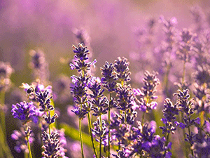  Grow Lavender at Home