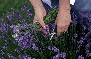 Harvesting Lavender