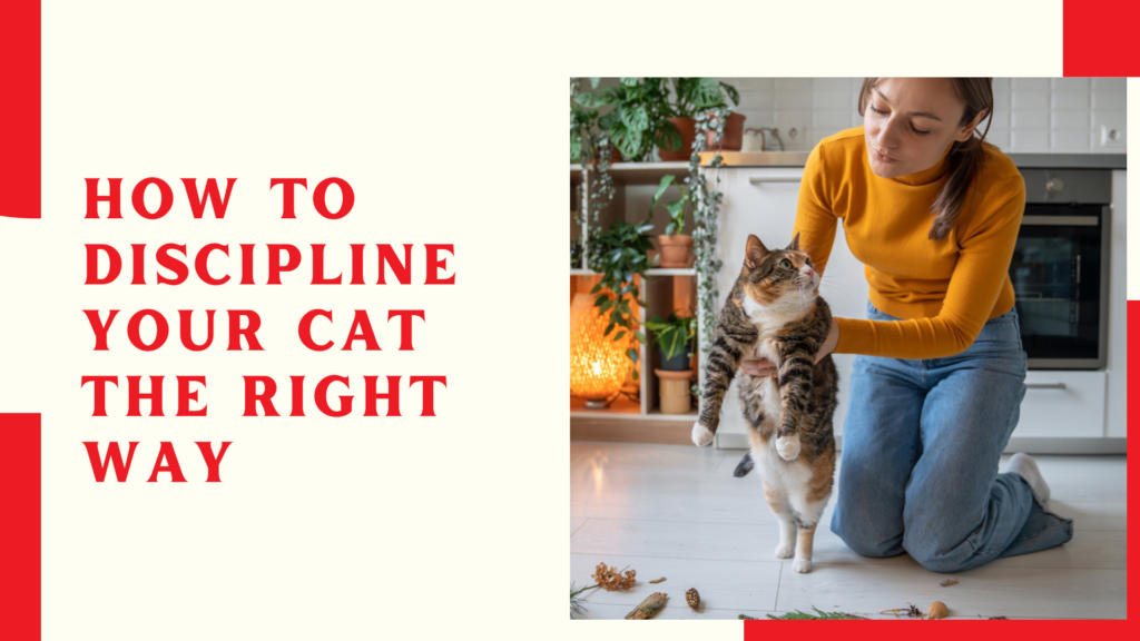 How to Discipline Your Cat the Right Way