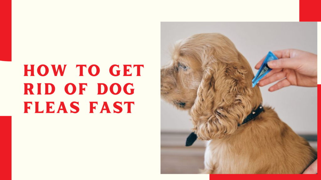 How to Get Rid of Dog Fleas Fast