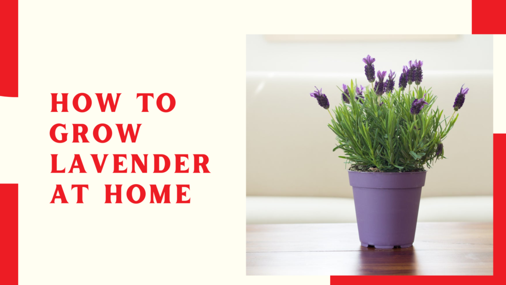 How to Grow Lavender at Home