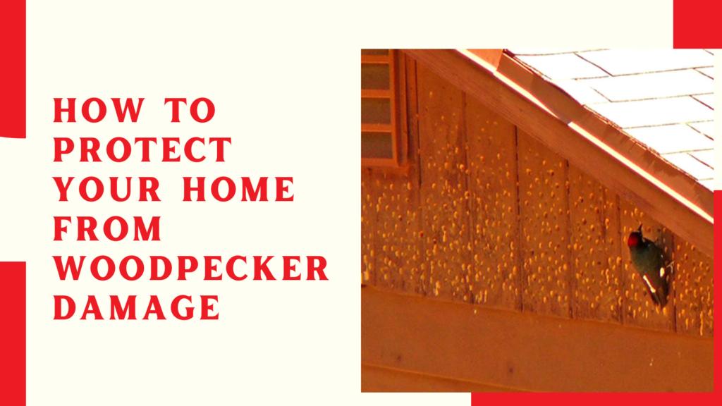 How to Protect Your Home From Woodpecker Damage