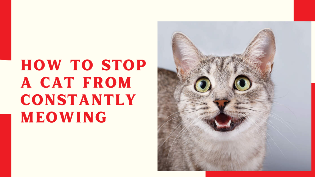 How to Stop a Cat From Constantly Meowing