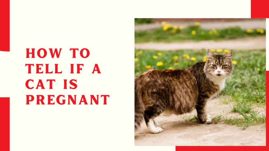 How to Tell if a Cat Is Pregnant