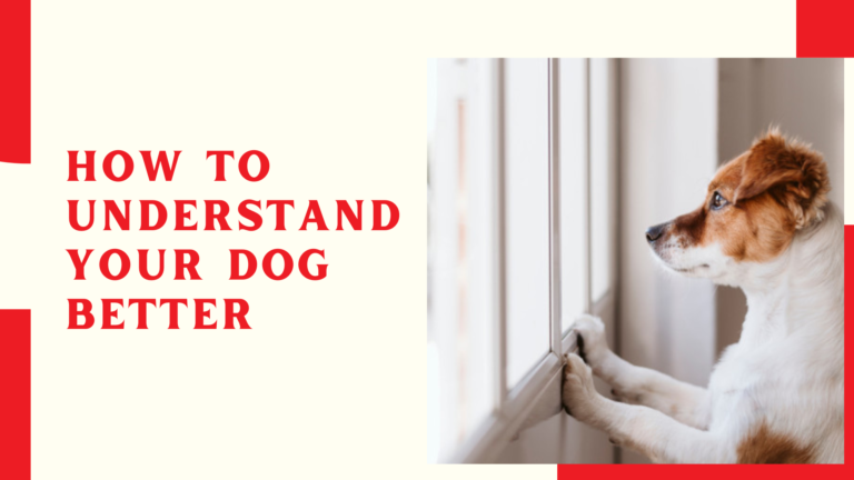 How to Understand Your Dog Better