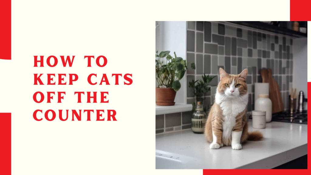 How to keep cats off the counter