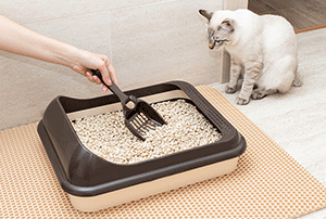 Keep the litter box clean