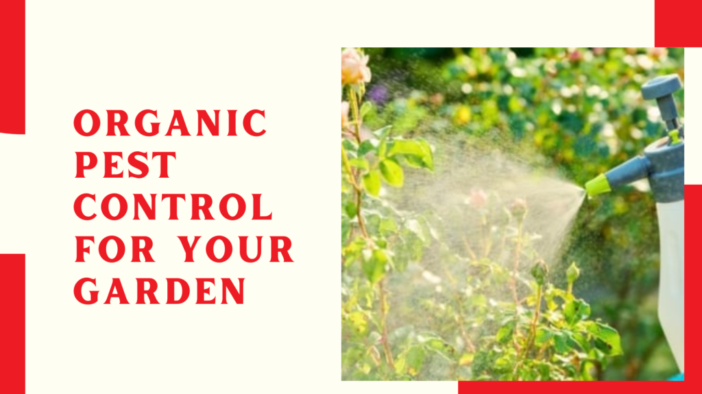 Organic Pest Control for Your Garden