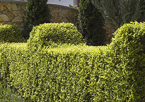 Planting Shrubs or Hedges