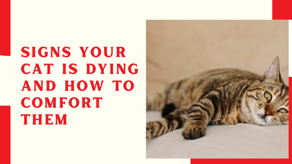 Signs Your Cat Is Dying and How to Comfort Them