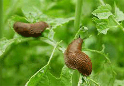 Slugs-and-Snails