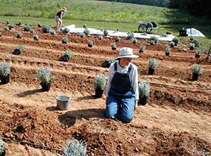 Soil Preparation