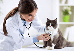 Take Your Cat to the Veterinarian