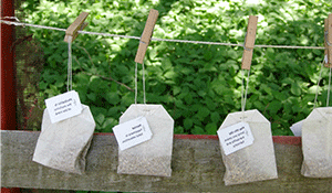 Tea Bags in the Garden