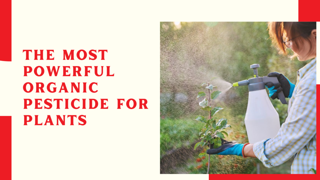 The Most Powerful Organic Pesticide for Plants