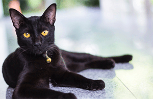 The truth behind the black cat myth