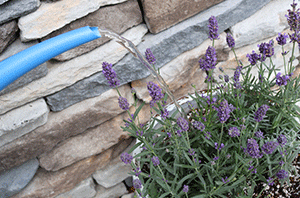 Watering and Fertilizing